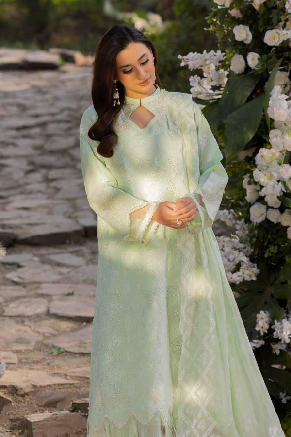 Muscari Luxury C/Kari Lawn`25 MPS#66